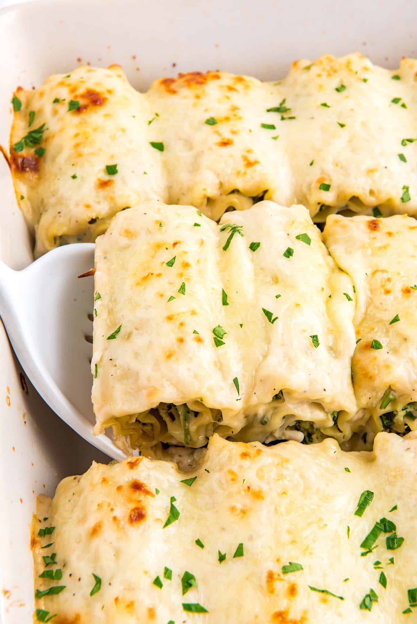Chicken alfredo lasagna roll ups in a baking dish with a spoon lifting one up to serve.
